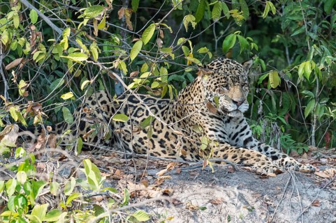 Male jaguar