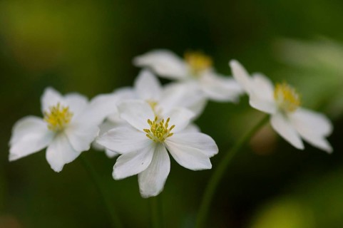 (Anemone narcissiflora)