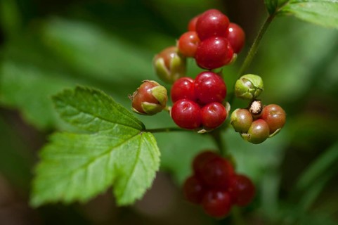 Stoneberry