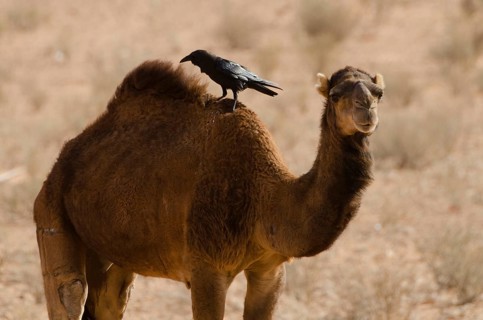 (Camelus dromedarius), Corvus ruficollis