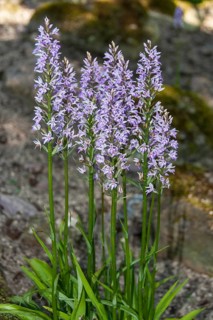 Dactylhoriza fuchsii FUCHS' KNABBERRY