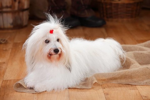 Coton de Tulear