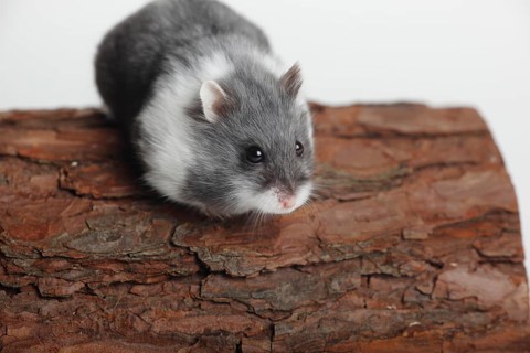 Djungarian hamster