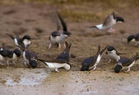 Common house martins