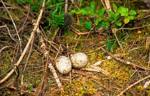 Eurasian Nightjar