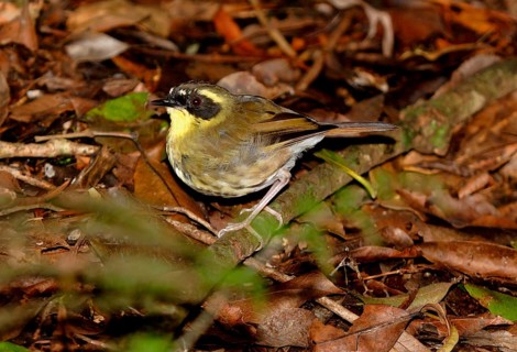 Yellow-throated Scrubwren