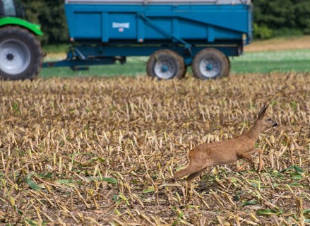 Western european roe deer