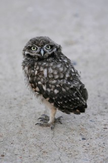 Little owl
