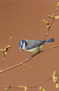 Blue tit