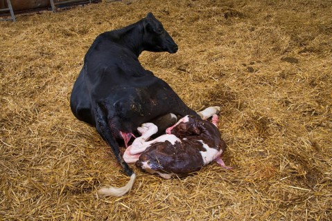 Domestic Cattle