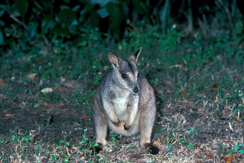 Queensland Rock Kangaroo