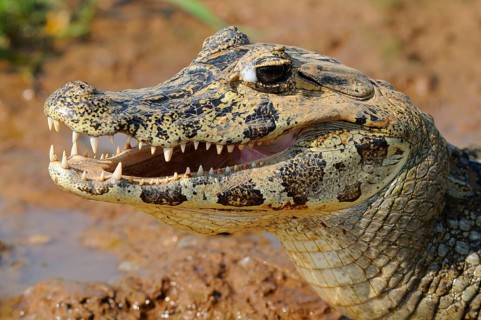 Paraguayan yacare caiman