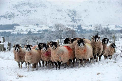 Domestic Sheep
