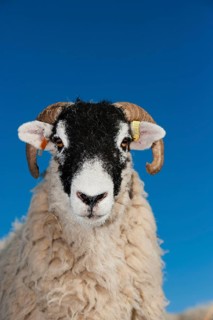 Domestic Sheep