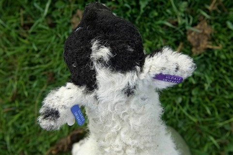 Swaledale lamb with ear tags