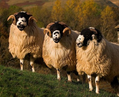 Domestic Sheep