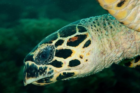 Loggerhead turtle