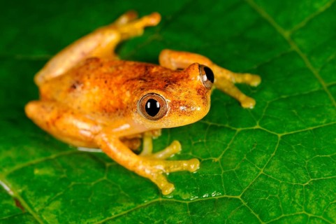 Liberian Banana Frog