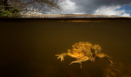 Common Toad