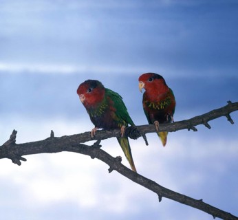 Golden Lorikeet