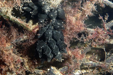 Common cuttlefish