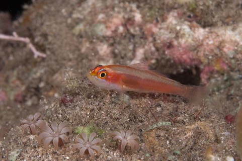 Coral Goby