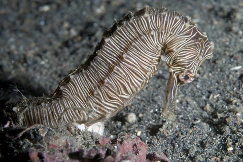 Manado Seahorse