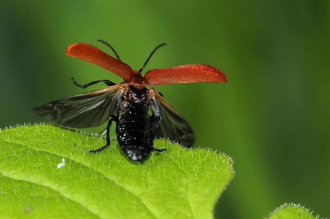 Red-headed Fire Beetle