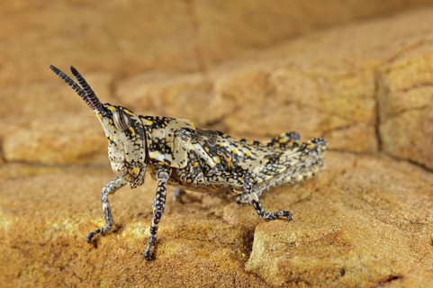 Foam grasshopper