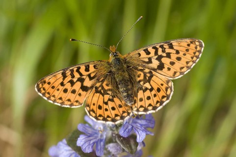 Clossiana euphrosyne