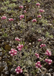 Mountain everlasting