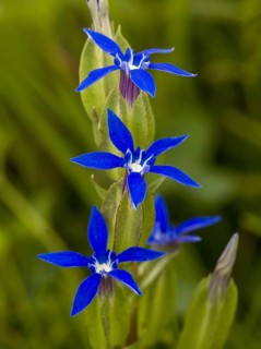 Hose gentian