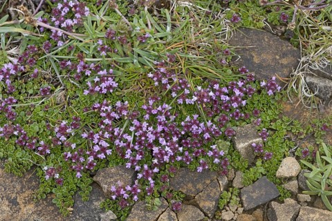 Breckland thyme