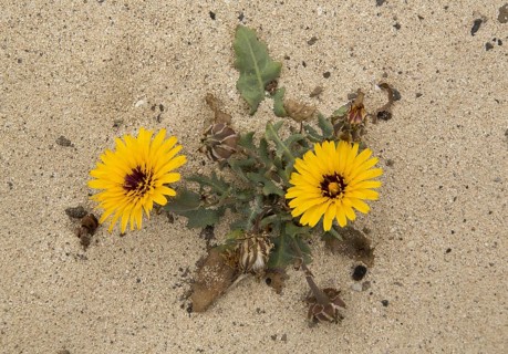 False false sowthistle