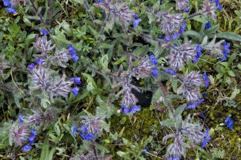 Flowering dyer's alkanet