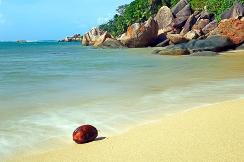 Coconut on the beach of Anse Cimitiere in the early morning