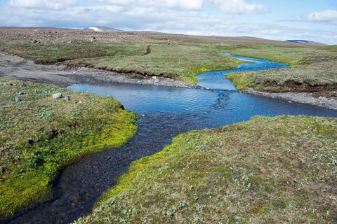 Fossgilsmosar
