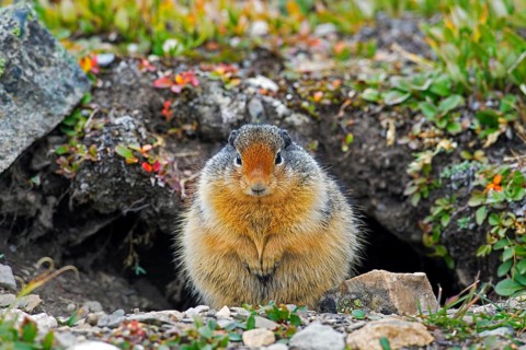 Columbian columbian ground squirrel