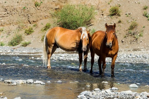Two horses in a stream