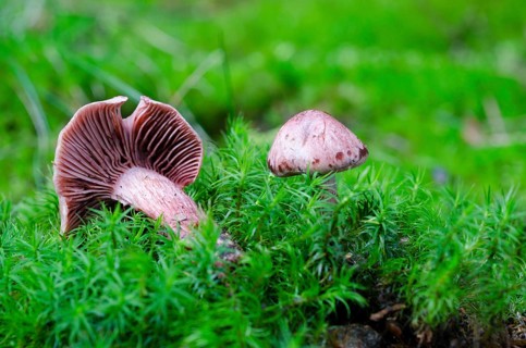 Wine-red Schneckling