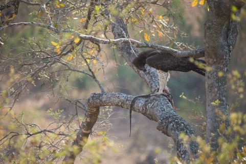 Martial eagle with prey