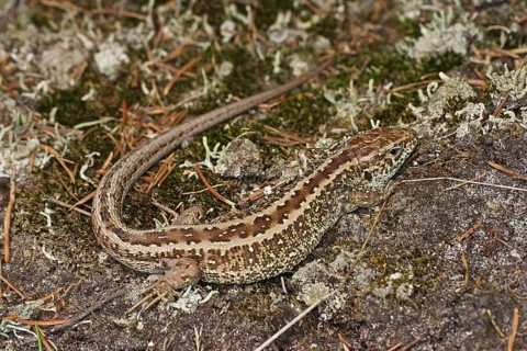 Sand lizard
