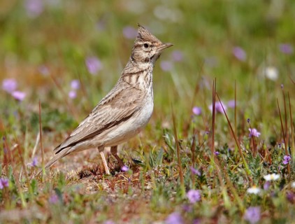 Crested Lark