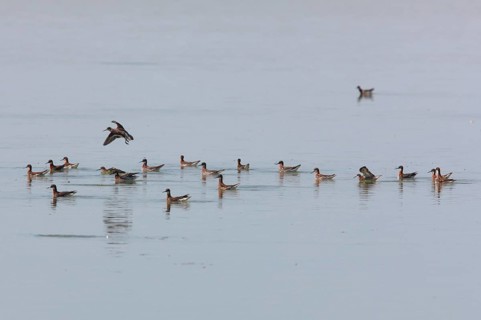 Red-necked Phalarope
