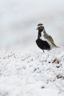 Eurasian Golden Plover