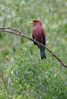 Broad-billed roller