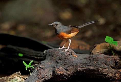 White-rumped Shama