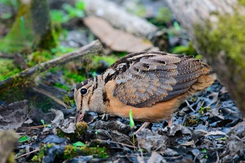 American Woodcock
