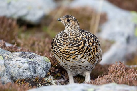 Rock ptarmigan