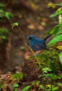 Sunda robin